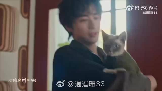 许魏洲与猫高度相似引热议